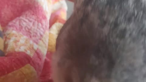 Petting a Bunny, listnento the rain