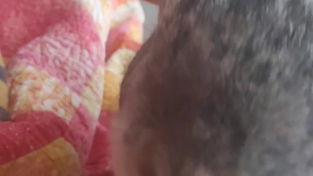 Petting a Bunny, listnento the rain