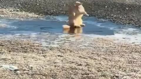 🤣❄️ Icy Puddle Confusion Will Make You LOL! | FunFM
