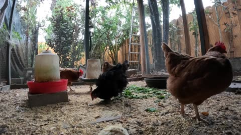 Backyard Chickens In The Rain Sounds Noises Hens Roosters!