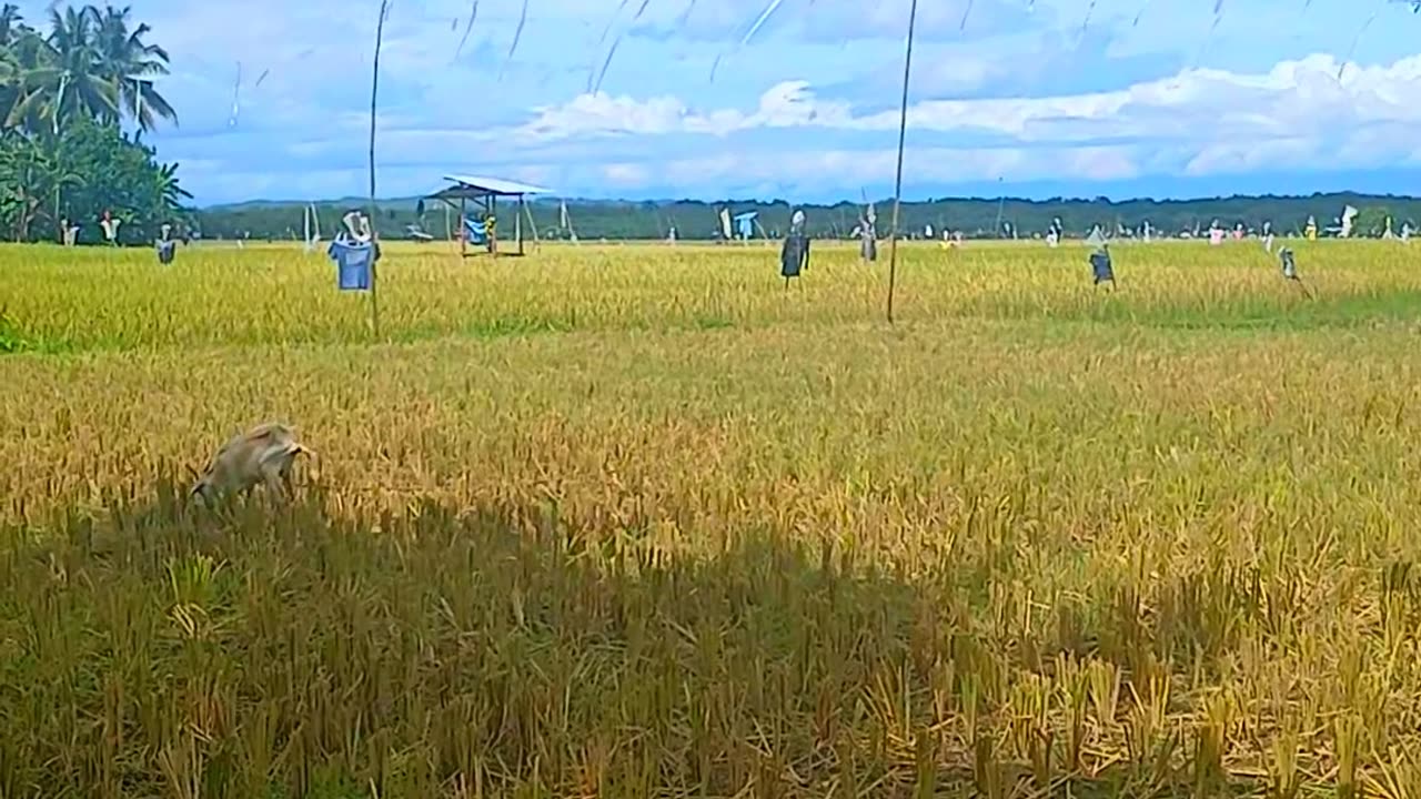 Diyos ko, ipaalala mo sa akin na kahit gaano kahirap ang buhay, lagi kitang kasama.😯