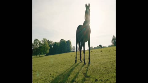 FREE! Online Show! Episode 3 - Mountain Dweller of Lithuania