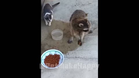 ⚠️ WARNING: This Animal Compilation is TOO FUNNY for Public Viewing! 😂