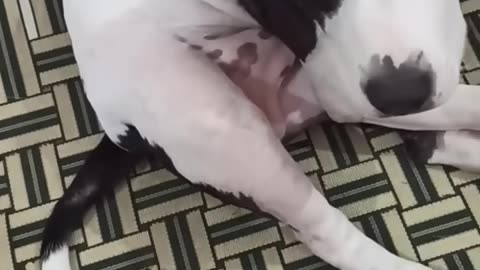 My Dog is Smarter than Husky and Chihuahua