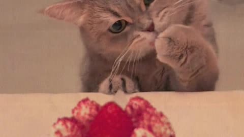 Cat： I want to eat cake too