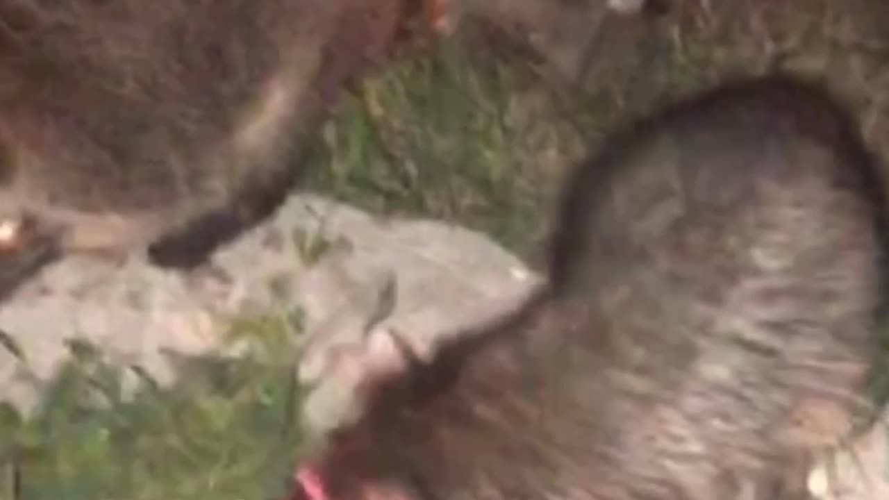 Roadside Raccoon Feeding Frenzy