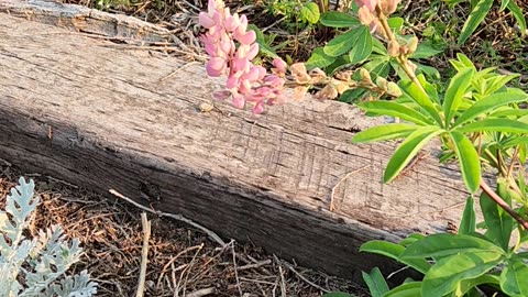 Why Lupine Flowers are the preferred option in most situations.