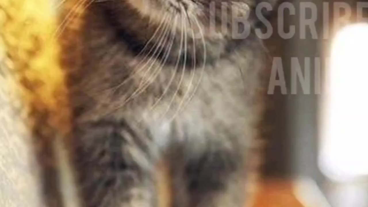Purr-fect Laughs | Funny Pet Adventures 🎭💖