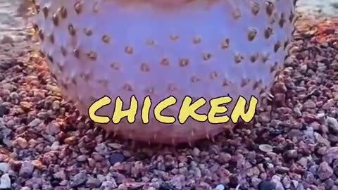 Funny Animal Video