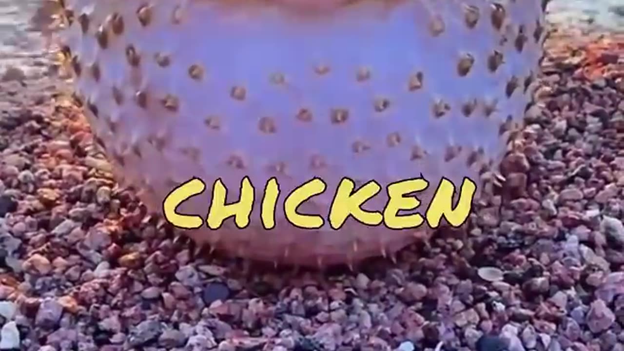 Funny Animal Video