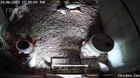 Millar Time Chicken Cam