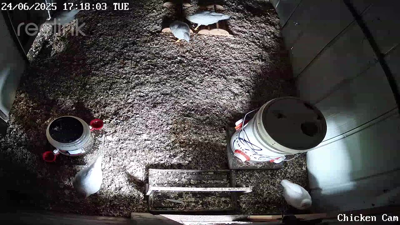 Millar Time Chicken Cam