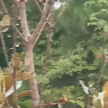 Finches ..not hummingbirds y'all, my bad 🐦🕊️