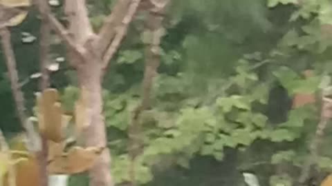 Finches ..not hummingbirds y'all, my bad 🐦🕊️