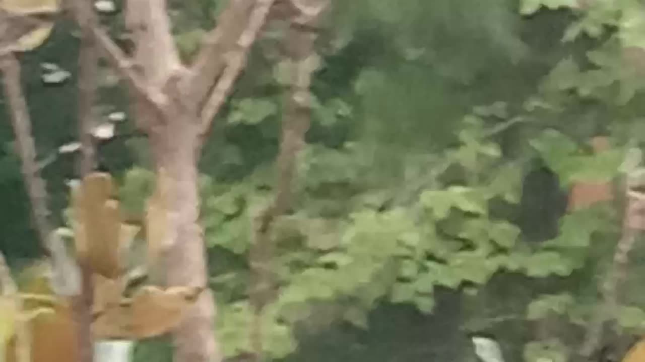 Finches ..not hummingbirds y'all, my bad 🐦🕊️
