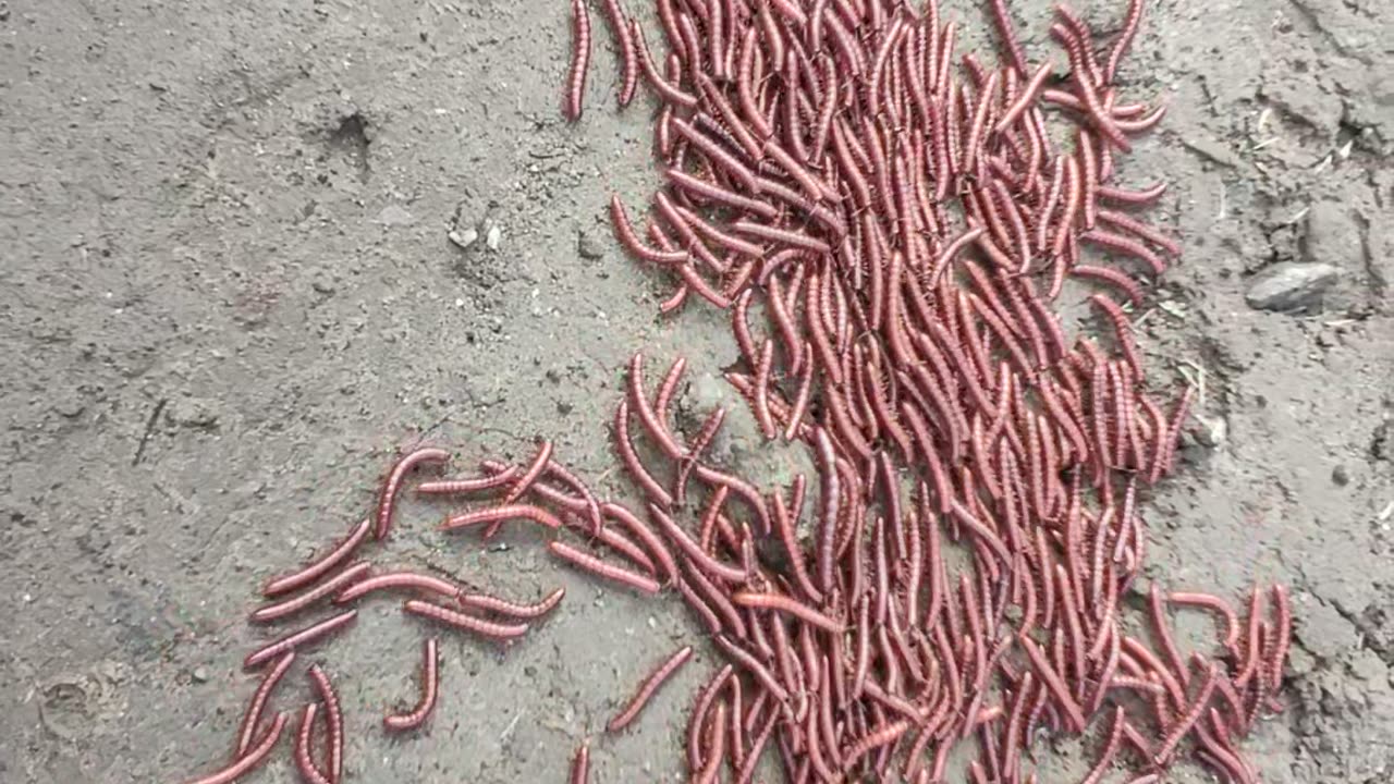 "You Won’t Believe What Just Happened! 😱🔥 | Must-See Short"
