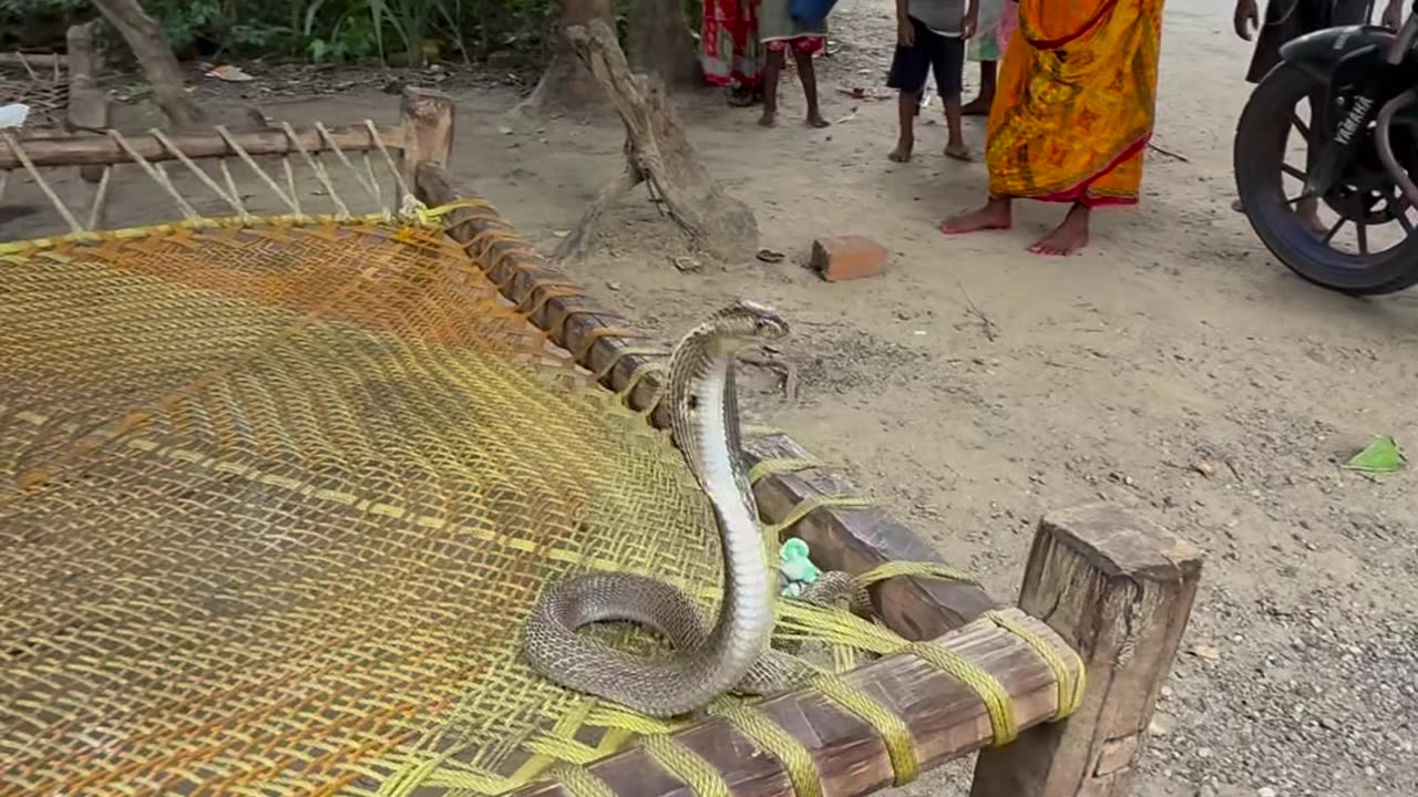 Man vs snake in real fight shorts viral video