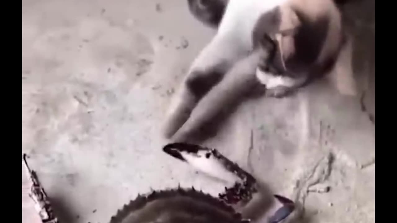animal funny