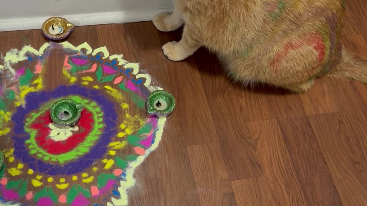 Ginger Cat Thought It’s Holi and Not Diwali