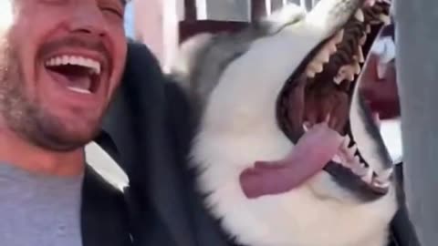 🐺🎭 This Dramatic Husky Overreacted… And It’s Hilariously Relatable 😂✨