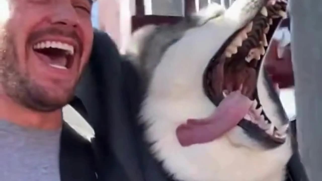 🐺🎭 This Dramatic Husky Overreacted… And It’s Hilariously Relatable 😂✨
