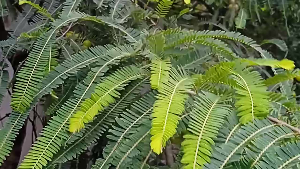 Nature