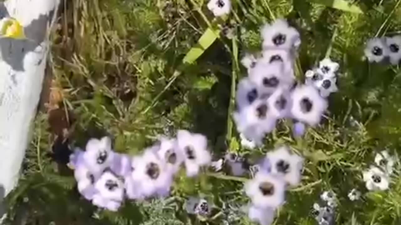 Planting native wildflowers via seeding