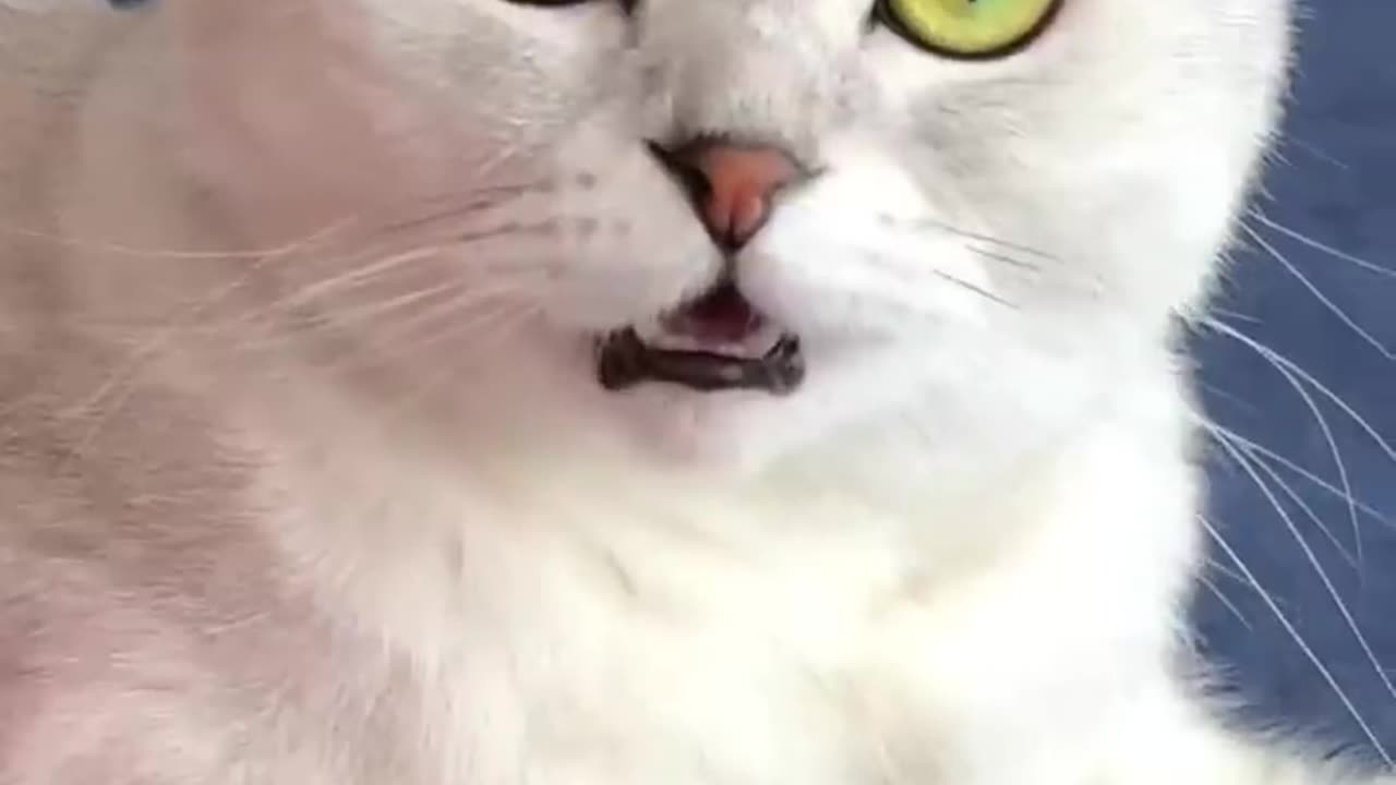 Cats are Just Too Funny
