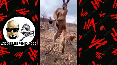 This is one hardcore Kangaroo!