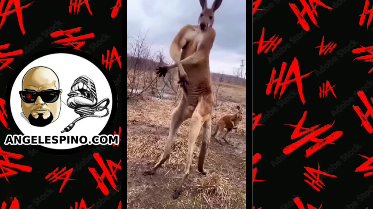 This is one hardcore Kangaroo!