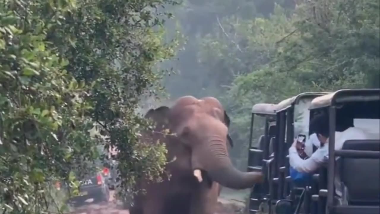 WILD LIFE