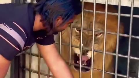 I don't speak lion's language but I totally understand what this lion's saying here