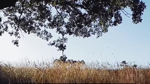 Daily Horoscope | Leo 🌟