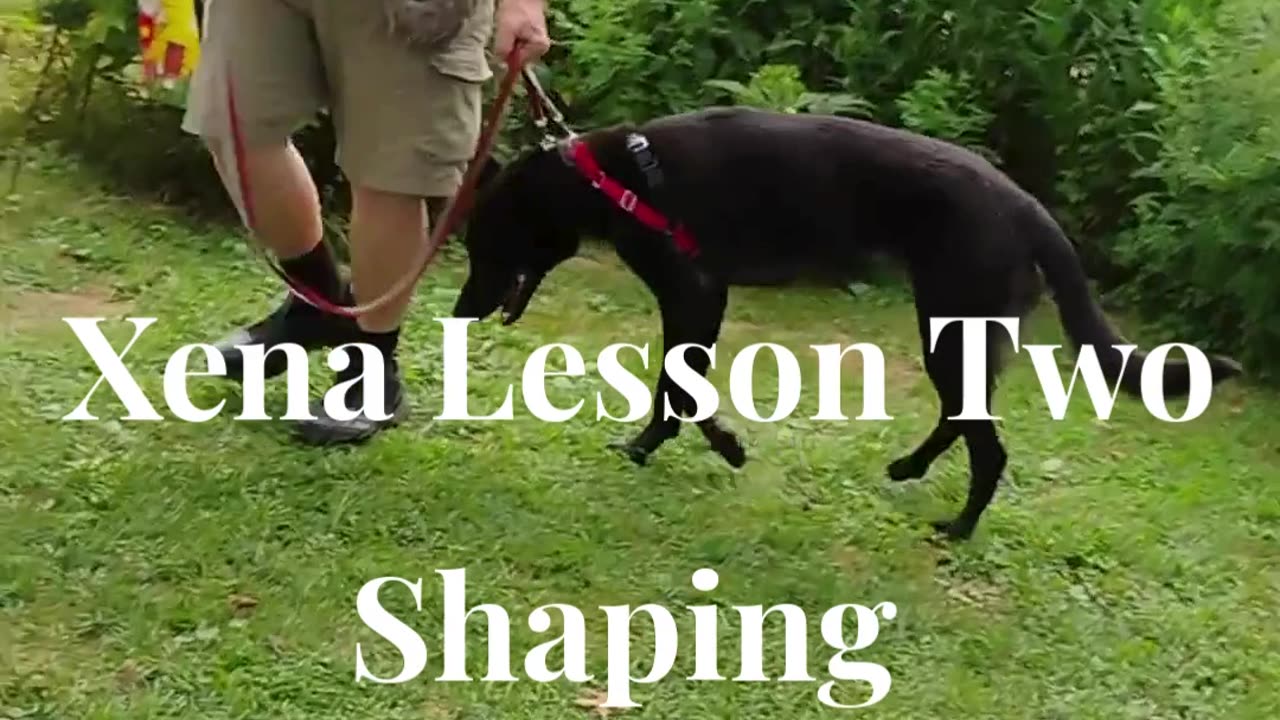 Xena shaping the at ease cue short 3