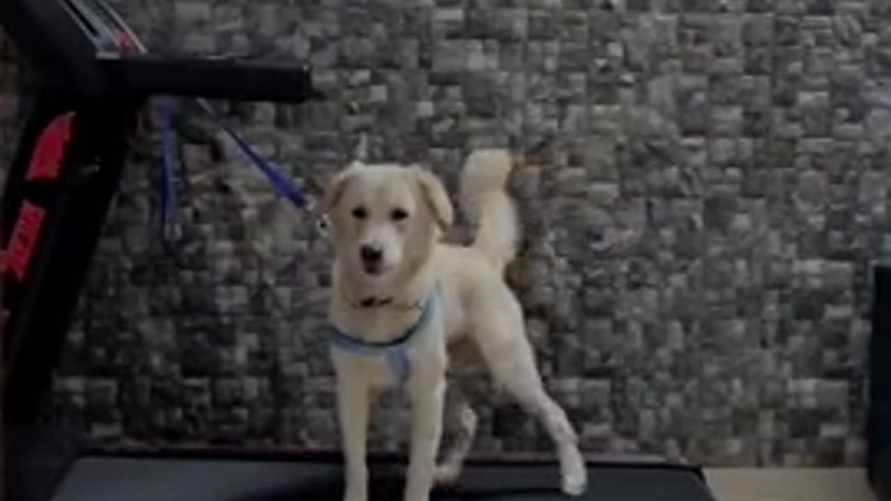 Dog Working On The Gluts