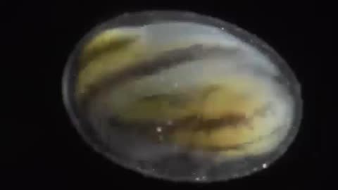 🤯🧬 How The 3 Germ Layers Form During Embryonic Development! | FeedMyCuriosity