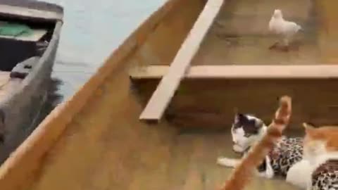 Ultimate Boat Pet Life 2025 🛥️ | Funny Cat Fishing Moments 😂 | Sea Adventure Shorts