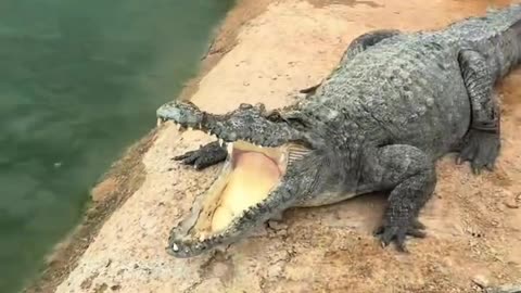 Look at which stubborn crocodiles there are