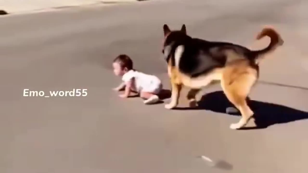 Friend dog