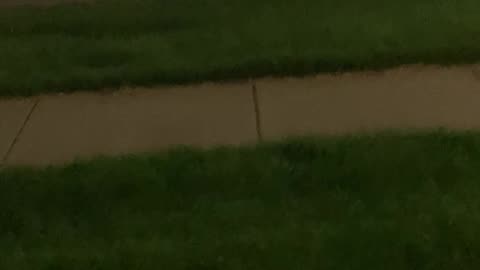 And then deer just comes running down the fucking street. I shit you know he’s still over there