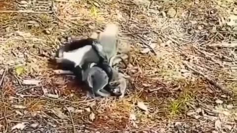 Nature is love ( watch till the end)