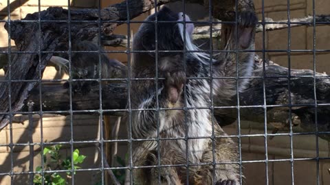 Lagos Zoo (Algarve, Portugal) 19