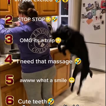 Ranking Funny Dogs Moments🤣🐾😍