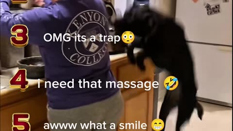 Ranking Funny Dogs Moments🤣🐾😍