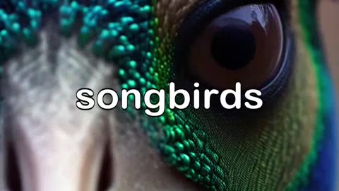 Peacock become evil