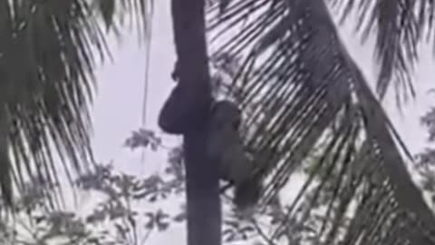 This is so crazy how the hell you did this