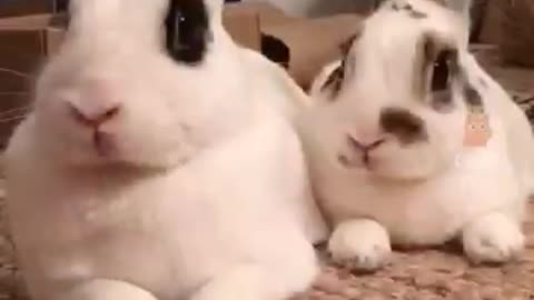 TRY TO NOT LAUGH