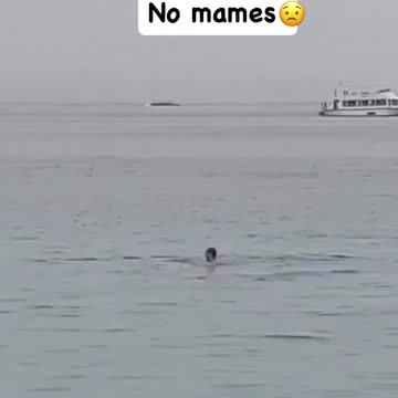 Shark attack 🦈