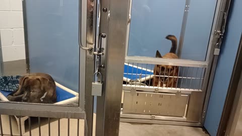 Doggies at Maricopa County Animal Care Center_20251025_160743306