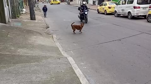 Barking Dog Spins For Passing Motorist